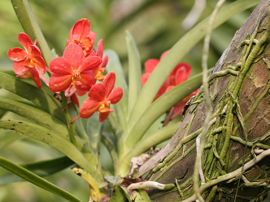 Tipos de Orquideas