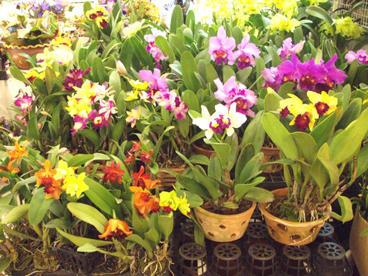 Compras de Orquideas