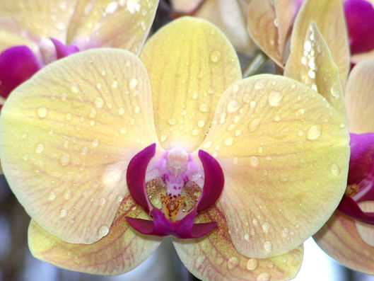 Rega de Orquideas