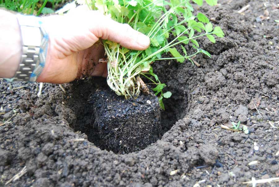 Plantio Hortaliças