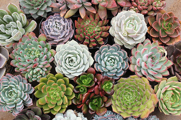 Escolha da Planta - Suculentas
