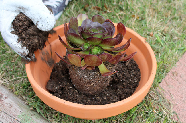 Plantio Suculentas