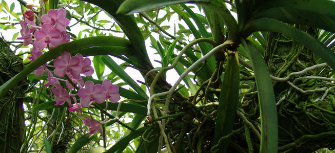 Aonde adubar - Orquideas